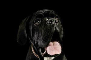 Portrait of an adorable cane Corso puppy photo