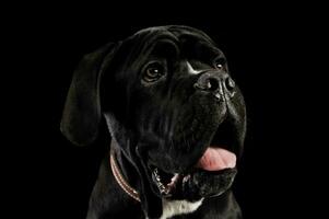 Portrait of an adorable cane Corso puppy photo