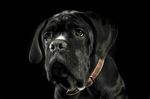 Puppy black cane corso portrait in studio photo