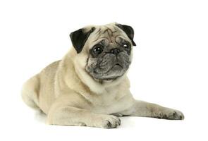 Studio shot of an adorable Pug lying and looking curiously - isolated on white background photo