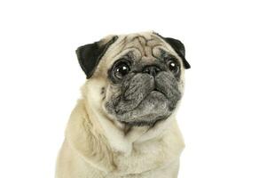 Portrait of an adorable Pug looking curiously - isolated on white background. photo