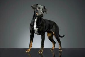 Studio shot of an adorable mixed breed dog photo