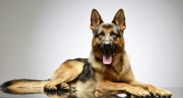 Studio shot of an adorable German shepherd photo