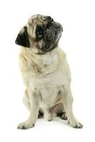 Studio shot of an adorable Pug sitting and looking up curiously - isolated on white background photo