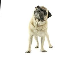 Studio shot of an adorable Pug standing and looking up curiously - isolated on white background photo