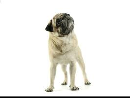 Studio shot of an adorable Pug standing and looking up curiously - isolated on white background photo