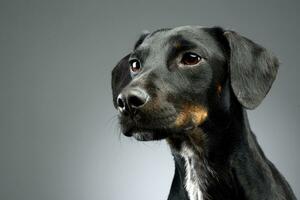 Portrait of an adorable mixed breed dog photo