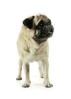 Studio shot of an adorable Pug standing and looking scared - isolated on white background photo