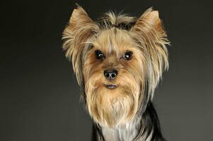 Portrait of an adorable Yorkshire Terrier photo