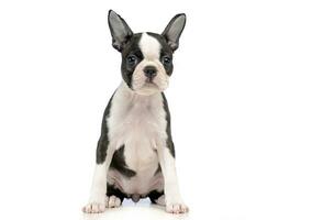 Puppy Boston terrier in a white photo studio