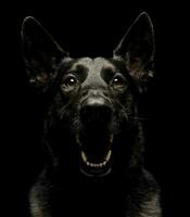 fearful  black German Shepherd Dog in a dark studio photo