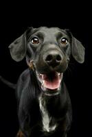 Portrait of an adorable mixed breed dog photo