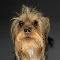 yorkshire terrier looking into a fish eye lent photo