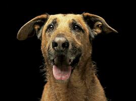 Brown mixed breed wired har dog portrait in dark studio photo