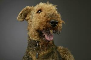 Portrait of a beautiful Airedale Terrier photo