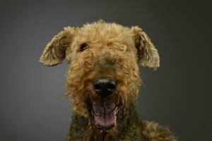 retrato de un hermosa airedale terrier foto