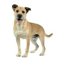 Brown color wired hair mixed breed dog in a white studio photo