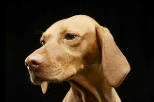 Portrait of an adorable Hungarian vizsla photo