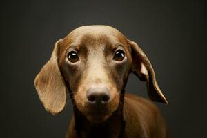 retrato de un adorable perro tejonero foto