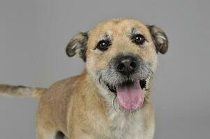 Brown color wired hair mixed breed dog in a grey studio photo