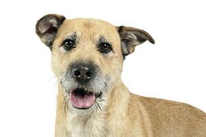 Brown color wired hair mixed breed dog in a white studio photo