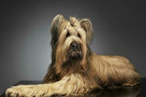 Berger de Brie posing in a grey photo studio