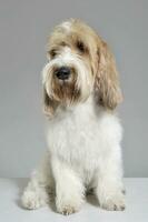 Studio shot of an adorable Grand Basset Griffon Vendeen sitting on grey background. photo