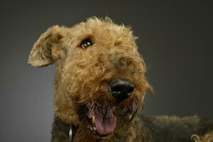 Portrait of a beautiful Airedale Terrier photo