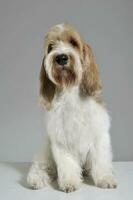 Studio shot of an adorable Grand Basset Griffon Vendeen looking curiously at the camera photo