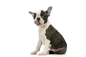 Puppy Boston terrier in a white photo studio