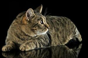 domestic cat posing in a dark studio photo