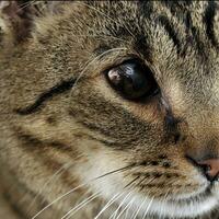 Studio closeu-up shot of cat eye photo