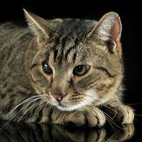 domestic cat posing in a dark studio photo