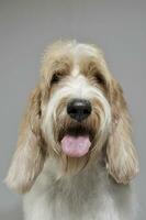 Portrait of an adorable Grand Basset Griffon Vendeen looking  satisfied photo