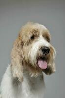 Portrait of an adorable Grand Basset Griffon Vendeen looking  satisfied photo