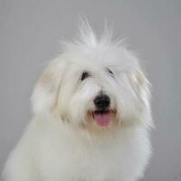 Portrait of an adorable Maltese with funny hair photo