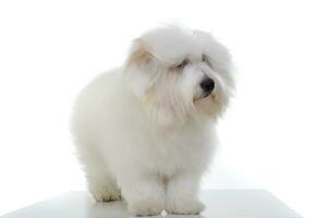 An adorable Maltese standing and looking curiously on white background photo