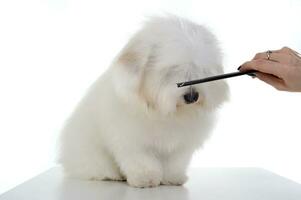 Hair combing of an adorable Maltese sitting with eyes covering hair photo