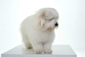 An adorable Maltese standing and looking curiously on white background photo