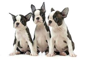 Three Puppy Boston terrier in a white photo studio
