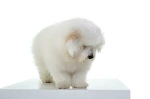 Studio shot of an adorable Maltese standing and looking down curiously photo