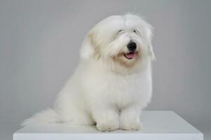 An adorable Maltese sitting and looking curiously at the camera photo