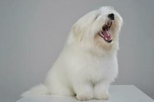 An adorable Maltese sitting and barking on grey background. photo