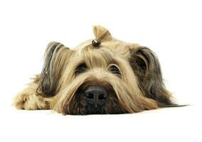 Cute Berger de Brie posing in the white studio photo