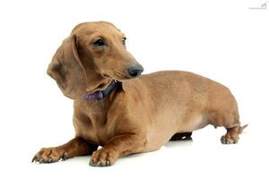 Studio shot of an adorable short haired Dachshund photo