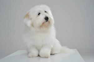 An adorable Maltese sitting and  looking curiously on grey background photo