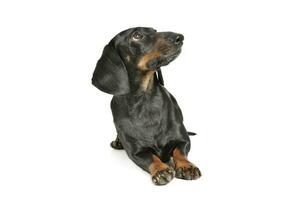 Studio shot of an adorable black and tan short haired Dachshund lying and looking up curiously photo