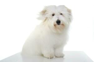 An adorable Maltese sitting and looking curiously at the camera photo