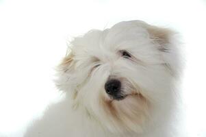 Portrait of an adorable Maltese looking curiously photo