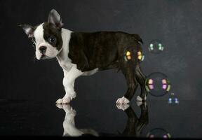 Puppy Boston Terrier plays with bubbles in photo studio